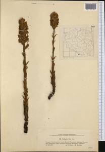 Orobanche flava Mart., Western Europe (EUR) (Poland)