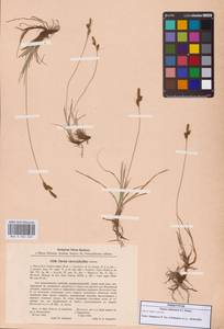 Carex caryophyllea Latourr., Eastern Europe, North-Western region (E2) (Russia)
