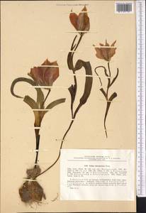 Tulipa ingens Hoog, Middle Asia, Pamir & Pamiro-Alai (M2) (Uzbekistan)