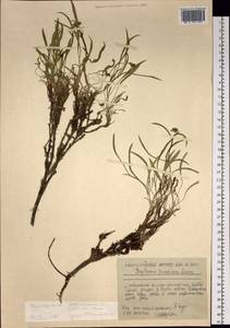 Bupleurum americanum J. M. Coult. & Rose, Siberia, Russian Far East (S6) (Russia)