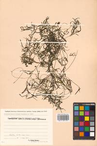 Potamogeton maackianus A.Benn., Siberia, Russian Far East (S6) (Russia)