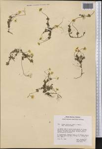 Draba sibirica (Pall.) Thell., America (AMER) (Greenland)