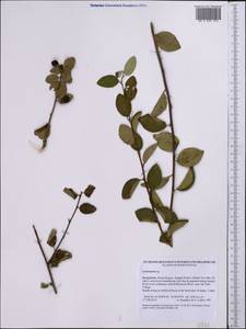 Cotoneaster, Middle Asia, Northern & Central Tian Shan (M4) (Kyrgyzstan)