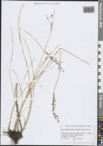 Juncus gerardi subsp. atrofuscus (Rupr.) Printz, Eastern Europe, Northern region (E1) (Russia)