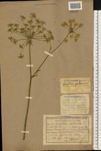 Silphiodaucus prutenicus subsp. prutenicus, Eastern Europe, Central region (E4) (Russia)