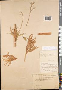 Delphinium dictyocarpum DC., Eastern Europe, Lower Volga region (E9) (Russia)