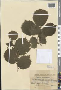 Corylus avellana L., Western Europe (EUR) (Bulgaria)