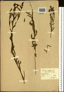 Linaria acutiloba Fisch. ex Rchb., Siberia, Baikal & Transbaikal region (S4) (Russia)