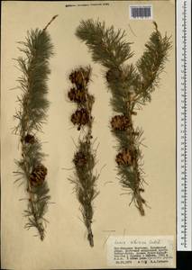 Larix sibirica Ledeb., Mongolia (MONG) (Mongolia)