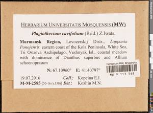 Plagiothecium cavifolium (Brid.) Z. Iwats., Bryophytes, Bryophytes - Karelia, Leningrad & Murmansk Oblasts (B4) (Russia)