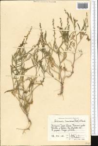 Litwinowia tenuissima (Pall.) Woronow ex Pavlov, Middle Asia, Western Tian Shan & Karatau (M3) (Uzbekistan)