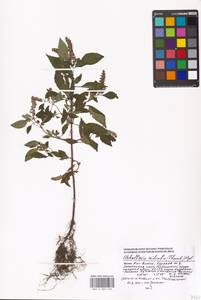 Elsholtzia ciliata (Thunb.) Hyl., Eastern Europe, Moscow region (E4a) (Russia)