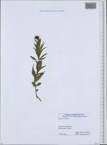 Pentanema ensifolium (L.) D. Gut. Larr., Santos-Vicente, Anderb., E. Rico & M. M. Mart. Ort., Caucasus, North Ossetia, Ingushetia & Chechnya (K1c) (Russia)