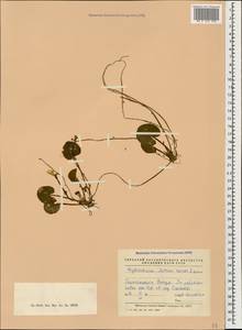Hydrocharis morsus-ranae L., Caucasus, Georgia (K4) (Georgia)