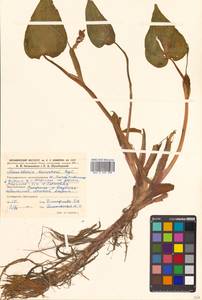 Pontederia korsakowii (Regel & Maack) M.Pell. & C.N.Horn, Siberia, Russian Far East (S6) (Russia)