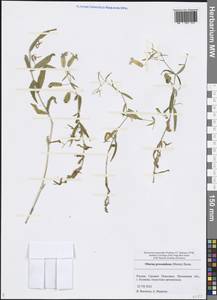 Silene procumbens Murray, Eastern Europe, Middle Volga region (E8) (Russia)