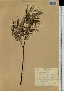 Salix viminalis L., Siberia, Yakutia (S5) (Russia)