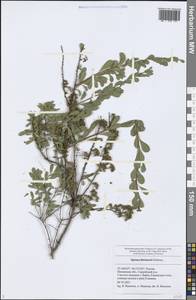 Spiraea crenata subsp. crenata, Eastern Europe, Middle Volga region (E8) (Russia)