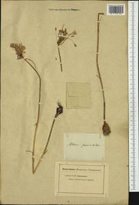 Allium paniculatum L., Western Europe (EUR) (Not classified)