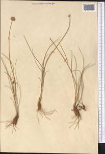 Allium inconspicuum Vved., Middle Asia, Western Tian Shan & Karatau (M3) (Not classified)