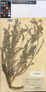 Astragalus ninae Pavlov, Middle Asia, Caspian Ustyurt & Northern Aralia (M8) (Kazakhstan)