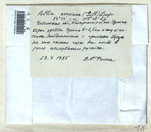 Pellia neesiana (Gottsche) Limpr., Bryophytes, Bryophytes - Baikal & Transbaikal regions (B18) (Russia)
