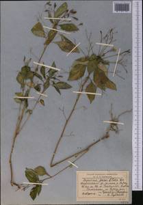 Impatiens parviflora DC., Middle Asia, Western Tian Shan & Karatau (M3) (Kyrgyzstan)