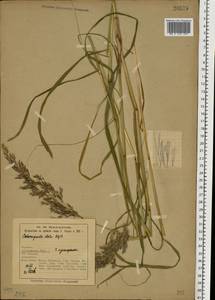 Calamagrostis purpurea (Trin.) Trin., Eastern Europe, Northern region (E1) (Russia)