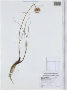 Allium kirilovii, Middle Asia, Northern & Central Tian Shan (M4) (Kyrgyzstan)