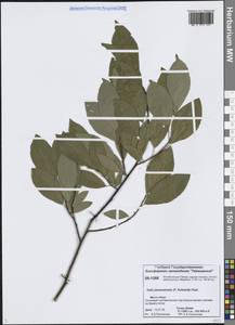 Salix jenisseensis (F.Schmidt) Flod., Siberia, Central Siberia (S3) (Russia)