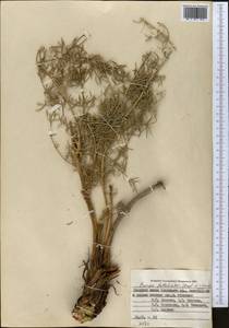 Prangos pabularia subsp. pabularia, Middle Asia, Pamir & Pamiro-Alai (M2) (Kyrgyzstan)