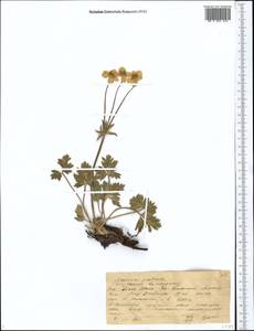 Anemonastrum protractum (Ulbr.) Holub, Middle Asia, Western Tian Shan & Karatau (M3) (Kazakhstan)