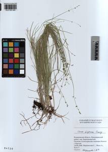KUZ 002 945, Carex disperma Dewey, Siberia, Altai & Sayany Mountains (S2) (Russia)