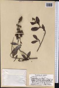 Conocarpus erectus L., America (AMER) (United States)