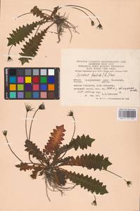 Aposeris foetida (L.) Less., Eastern Europe, West Ukrainian region (E13) (Ukraine)