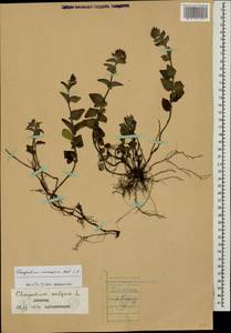 Clinopodium vulgare L., Caucasus, Dagestan (K2) (Russia)