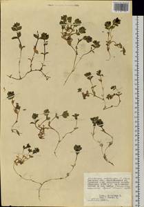 Honckenya peploides (L.) Ehrh., Siberia, Western Siberia (S1) (Russia)
