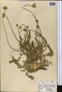 Schtschurowskia meifolia Regel & Schmalh., Middle Asia, Western Tian Shan & Karatau (M3) (Kyrgyzstan)