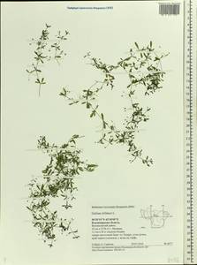 Galium trifidum L., Eastern Europe, Central region (E4) (Russia)