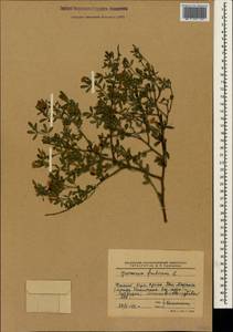 Chrysojasminum fruticans (L.) Banfi, Crimea (KRYM) (Russia)