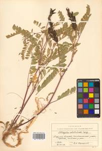 Astragalus schelichowii Turcz., Siberia, Russian Far East (S6) (Russia)