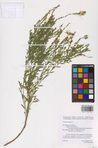 Genista tinctoria L., Eastern Europe, Central forest-and-steppe region (E6) (Russia)