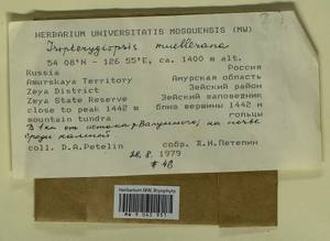 Isopterygiopsis catagonioides (Broth.) Ignatov & Ignatova, Bryophytes, Bryophytes - Russian Far East (excl. Chukotka & Kamchatka) (B20) (Russia)