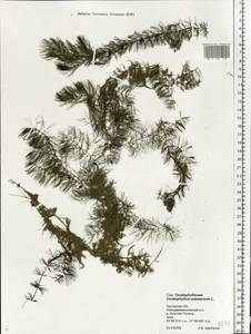 Ceratophyllum submersum L., Eastern Europe, Central forest-and-steppe region (E6) (Russia)