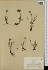 Crepis jacquinii subsp. kerneri (Rech. fil.) Merxm., Western Europe (EUR) (Italy)