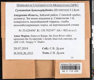 Cyrtomnium hymenophylloides (Huebener) T.J. Kop., Bryophytes, Bryophytes - Russian Far East (excl. Chukotka & Kamchatka) (B20) (Russia)