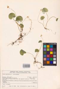 Viola palustris L., Eastern Europe, North-Western region (E2) (Russia)