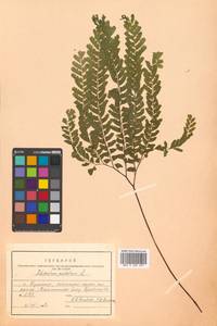 Adiantum pedatum L., Siberia, Russian Far East (S6) (Russia)