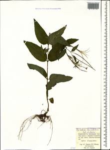 Epilobium lanceolatum Sebast. & Mauri, Caucasus, Krasnodar Krai & Adygea (K1a) (Russia)
