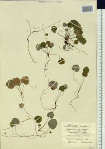 Mitella nuda L., Siberia, Yakutia (S5) (Russia)